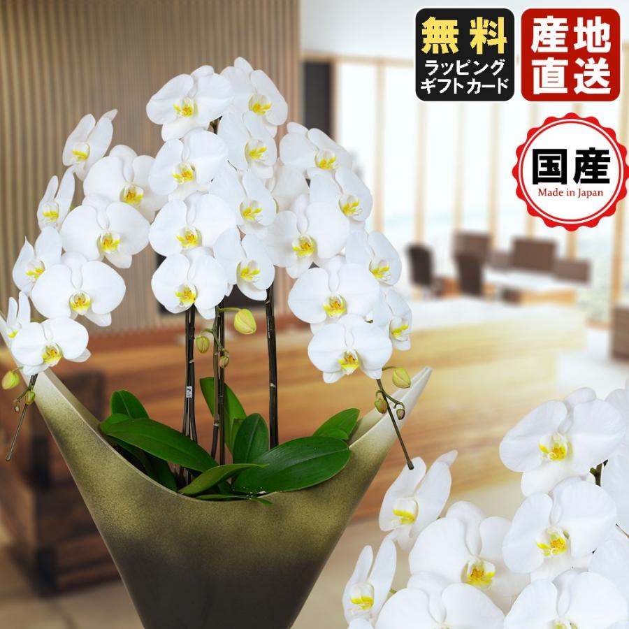 配送員設置送料無料 お中元 胡蝶蘭 変わり鉢 富士鉢 会社設立 オープン 内祝い スタンド 大輪 ３本立ち ５本立ち お悔や花 お供え 葬儀 葬式 仏事 法事 １回忌 献花 おしゃれ Seal限定商品 Www Simon Page Com