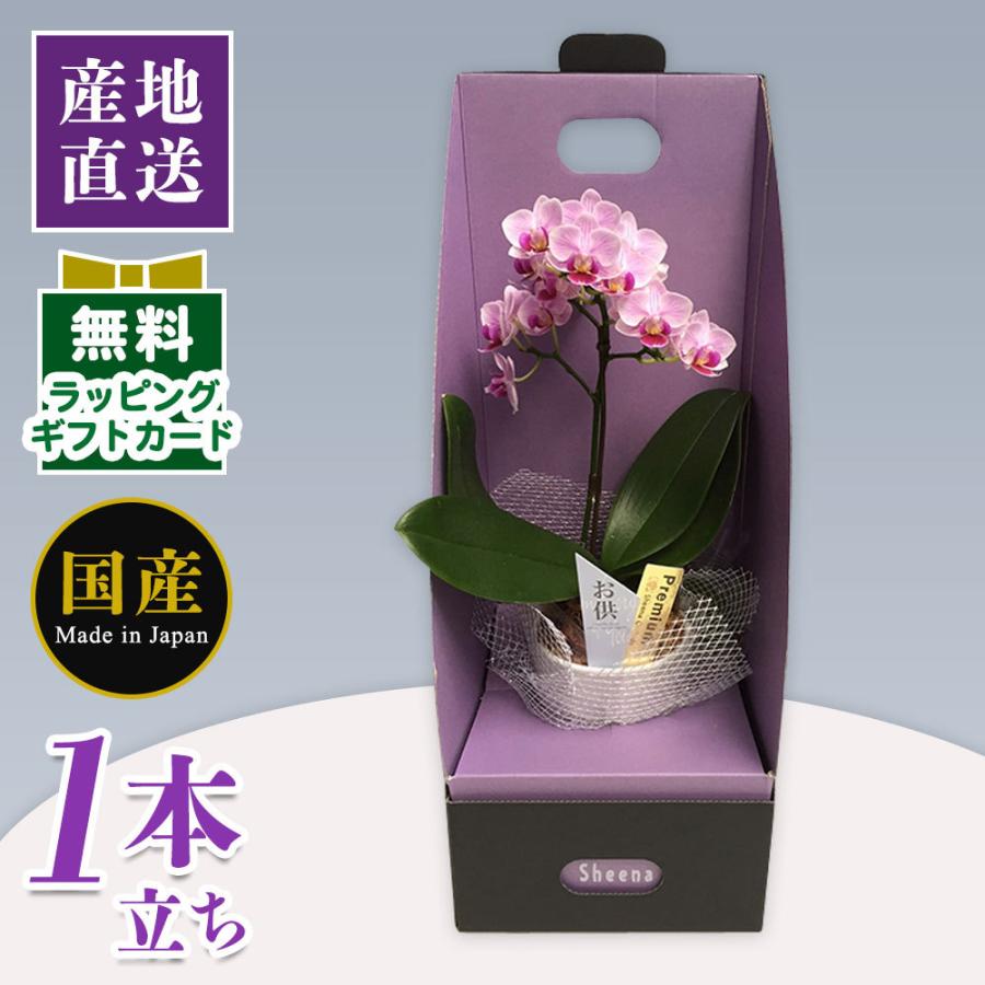ミニ胡蝶蘭 ギフト テーブル胡蝶蘭 お供え 2waybox入り 3号鉢 1本立ち 天祥 ミニ 胡蝶蘭 ミディ 胡蝶蘭 マイクロ 胡蝶蘭 ピンク プレゼント 母の日 父の日 Siina 321 花広場 通販 Yahoo ショッピング