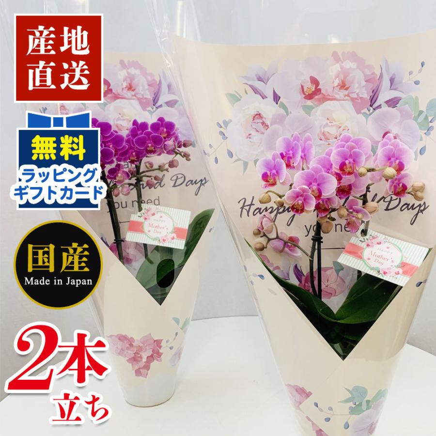 登場大人気アイテム ミニ胡蝶蘭 In Your Room 母の日ver 4号鉢 2本立ち 天祥 ミニ 胡蝶蘭 ミディ マイクロ ピンク プレゼント 開店祝い 母の日 お祝い 父の日