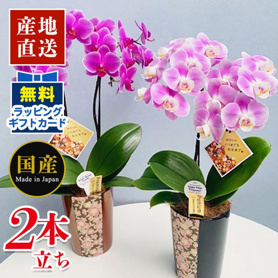 季節のおすすめ商品 ミニ胡蝶蘭 ギフト 華友禅 4号鉢 ラージサイズ 2本立ち 天祥 ミニ 胡蝶蘭 ミディ マイクロ胡蝶蘭 ピンク プレゼント 開店祝い 母の日 お祝い 父の日