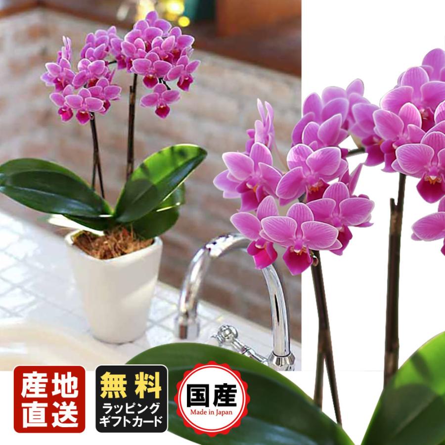 超安い お花 ミディ ミニ胡蝶蘭 母の日 プレゼント 3号鉢 ミニ 父の日 ピンク02 2本立 開店祝い お祝い リボンギフト 胡蝶蘭 贈り物 鉢花