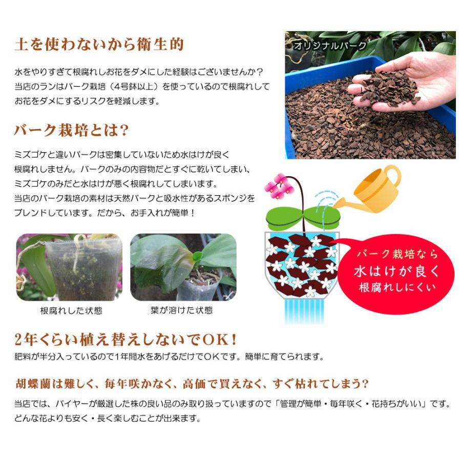 安心の定価販売 ミニ胡蝶蘭 ミディ胡蝶蘭 胡蝶蘭 ミニ 胡蝶蘭 ミディ 胡蝶蘭 マイクロ 小さい ギフト お花 蘭千世界 13号鉢 本立 ピンク プレゼント 開店祝い 母の日 贈り物 お中元 父の日ギフト 敬老の日 お祝い ラッピング メッセージカード無料 スプリング