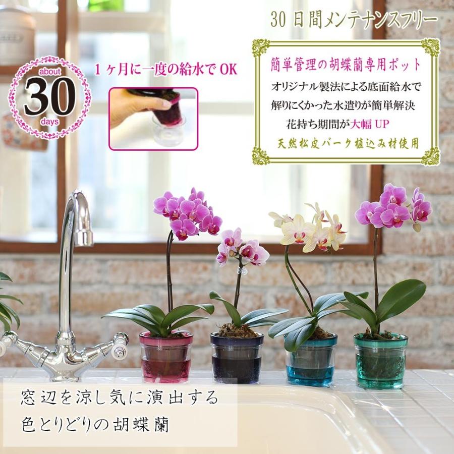 ミニ胡蝶蘭 マイクロ胡蝶蘭2 5号鉢植え アクアポット 1本立て ピンク ライトピンク イエロー お中元 ギフトに花のプレゼント 生花 鉢植え 開店祝いに Siina00aq25f100 花広場 通販 Yahoo ショッピング