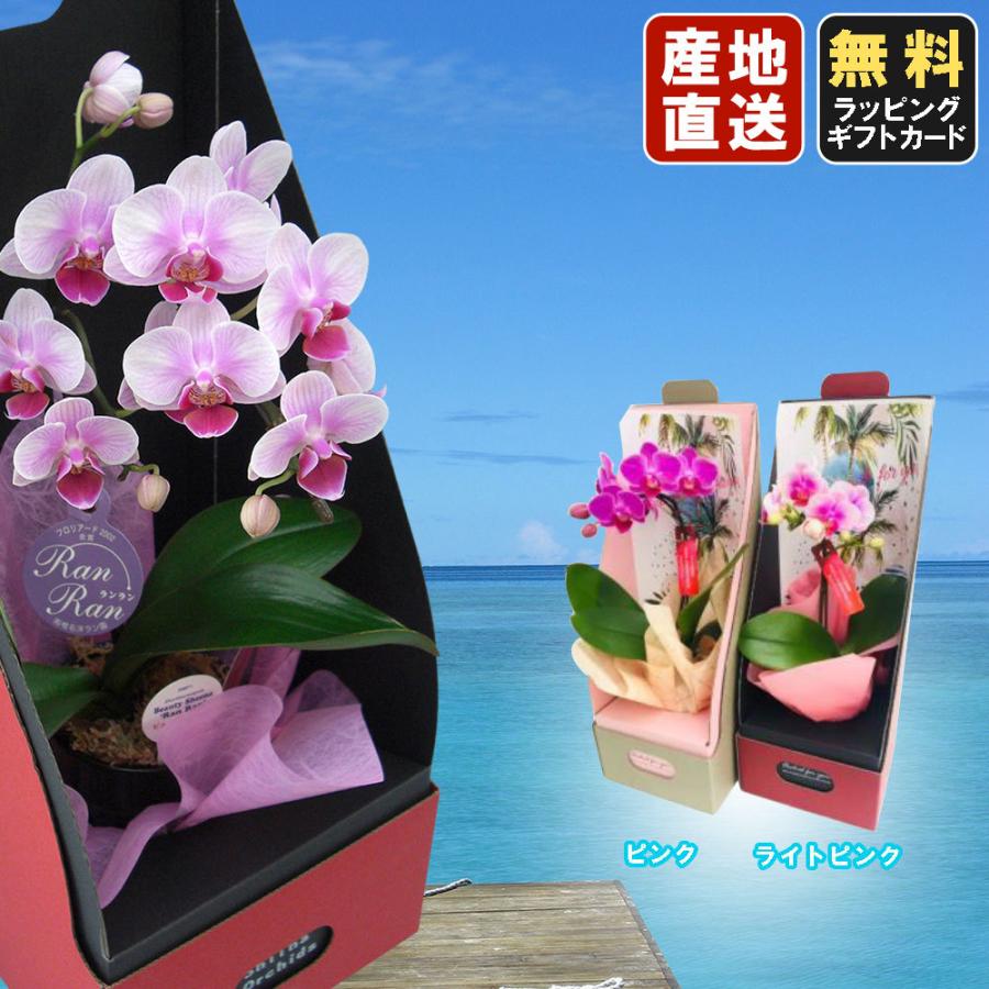 ミニ胡蝶蘭 ギフト ミニ胡蝶蘭 ミディ マイクロ胡蝶蘭 2wayボックス サマーver 3号鉢植え 1本立て ピンク ライトピンク お花 プレゼント 母の日 父の日 Siina00bosu03f100 花広場 通販 Yahoo ショッピング