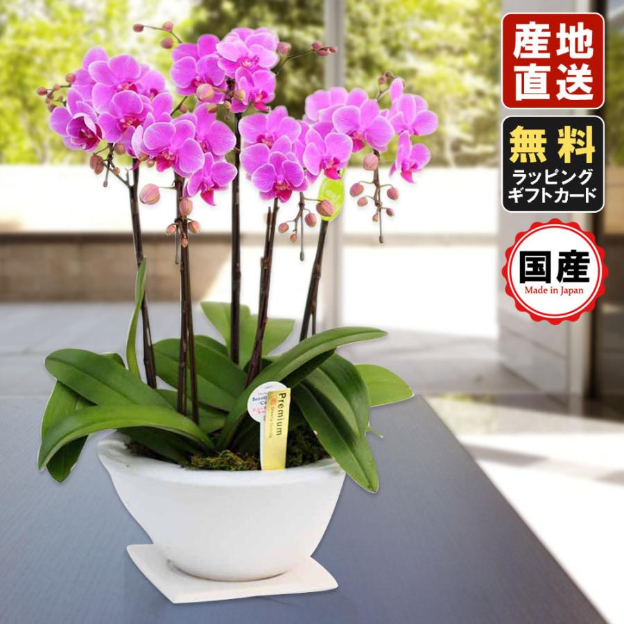 楽天 ミニ胡蝶蘭 ギフト 胡蝶蘭 ミニ 胡蝶蘭 ミディ 胡蝶蘭 平鉢 8号鉢 5本立 ピンク ホワイト お花 プレゼント 開店祝い 母の日 お祝い 贈り物 父の日 Siina00hi08f500 Pink 花広場 通販 Yahoo ショッピング 人気絶頂 Www Maxipiso Com Ar