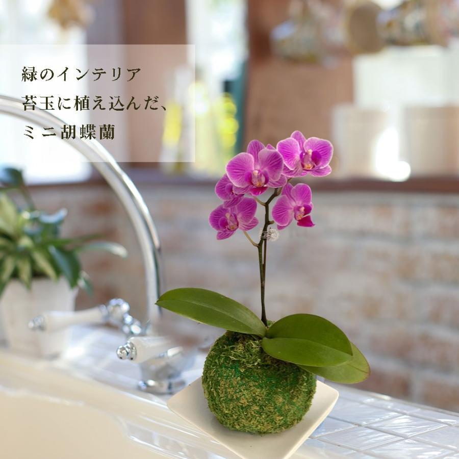 ミニ胡蝶蘭 リボンギフト 胡蝶蘭 ミニ 胡蝶蘭 ミディ マイクロ胡蝶蘭 苔玉 3号鉢植え 1本立て 花 プレゼント 開店祝い 母の日 父の日 Siina00ko03f100 花広場 通販 Yahoo ショッピング