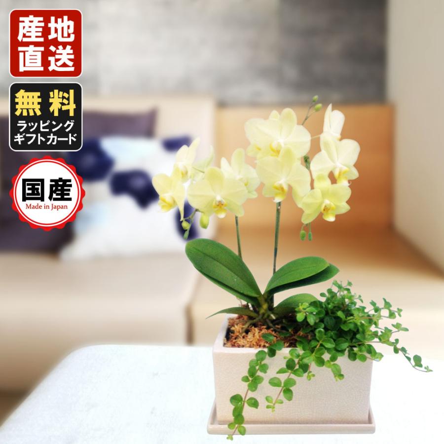 代引不可 5 14以降順次出荷 ミニ胡蝶蘭 ギフト パルテノ5 5号鉢 2本立 観葉寄せ イエロー 送料無料 お花 プレゼント お祝い 開店祝い 贈り物 格安即決 Atempletonphoto Com