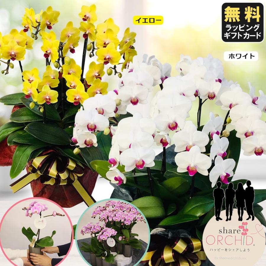 ミニ胡蝶蘭 ギフト ミニ胡蝶蘭 シェアオーキッド 8号7f 7人分 ラッピングあり 鉢 母の日 お歳暮 プレゼント 開店祝い お祝い 父の日 Siina00sh08f0700 花広場 通販 Yahoo ショッピング