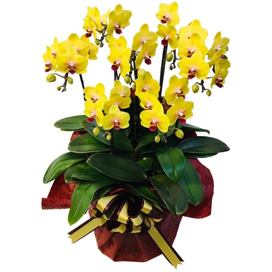 ミニ胡蝶蘭 ギフト ミニ胡蝶蘭 シェアオーキッド 8号7f 7人分 ラッピングあり 鉢 母の日 お歳暮 プレゼント 開店祝い お祝い 父の日 Siina00sh08f0700 花広場 通販 Yahoo ショッピング