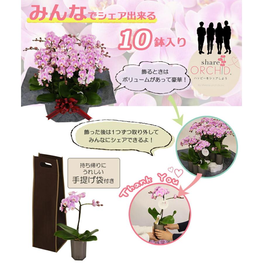 ミニ胡蝶蘭 ギフト ミニ胡蝶蘭 シェアオーキッド 10号10f 10人分 ラッピングあり 鉢 母の日 開店祝いに お歳暮 父の日 Siina00sh10f1000 花広場 通販 Yahoo ショッピング