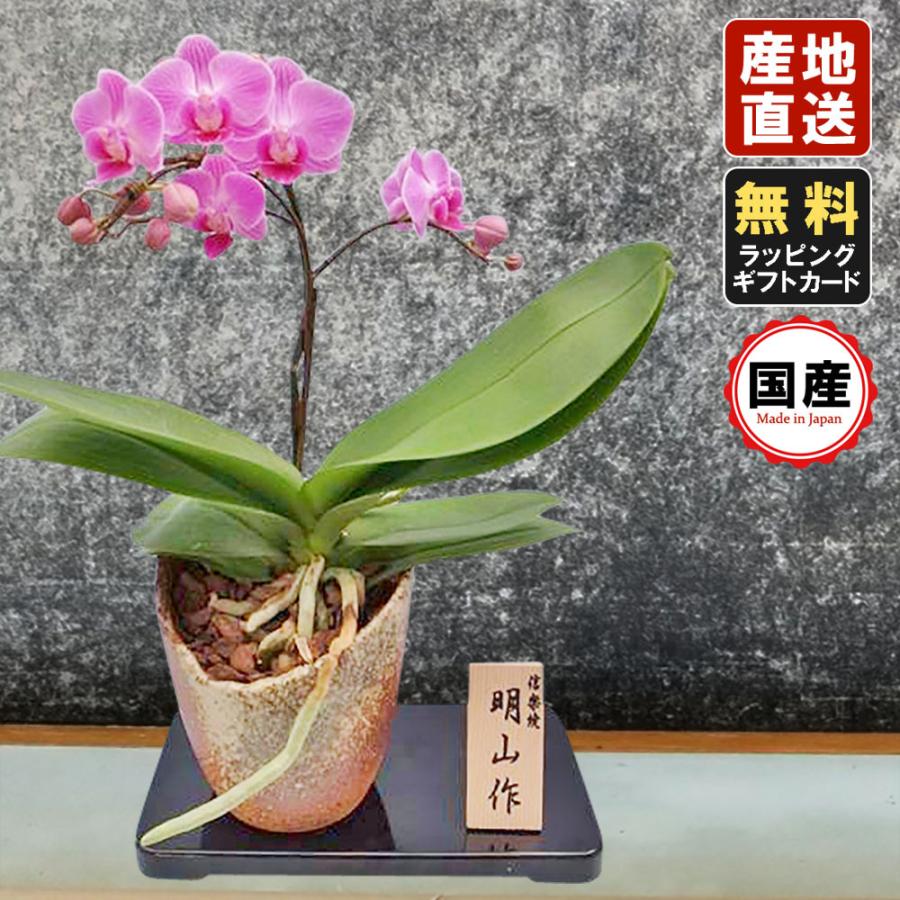 ミニ胡蝶蘭 ミディ胡蝶蘭 胡蝶蘭 ミニ 胡蝶蘭 ミディ 胡蝶蘭 小さい ギフト マイクロ胡蝶蘭 タンブラーポット4号鉢植え 1本立て ピンク イエロー プレゼント 開店祝い 母の日 お中元 父の日ギフト 敬老の日 お祝い お花 御供え お供え 法要 お盆 御供え花 ハレノ広場