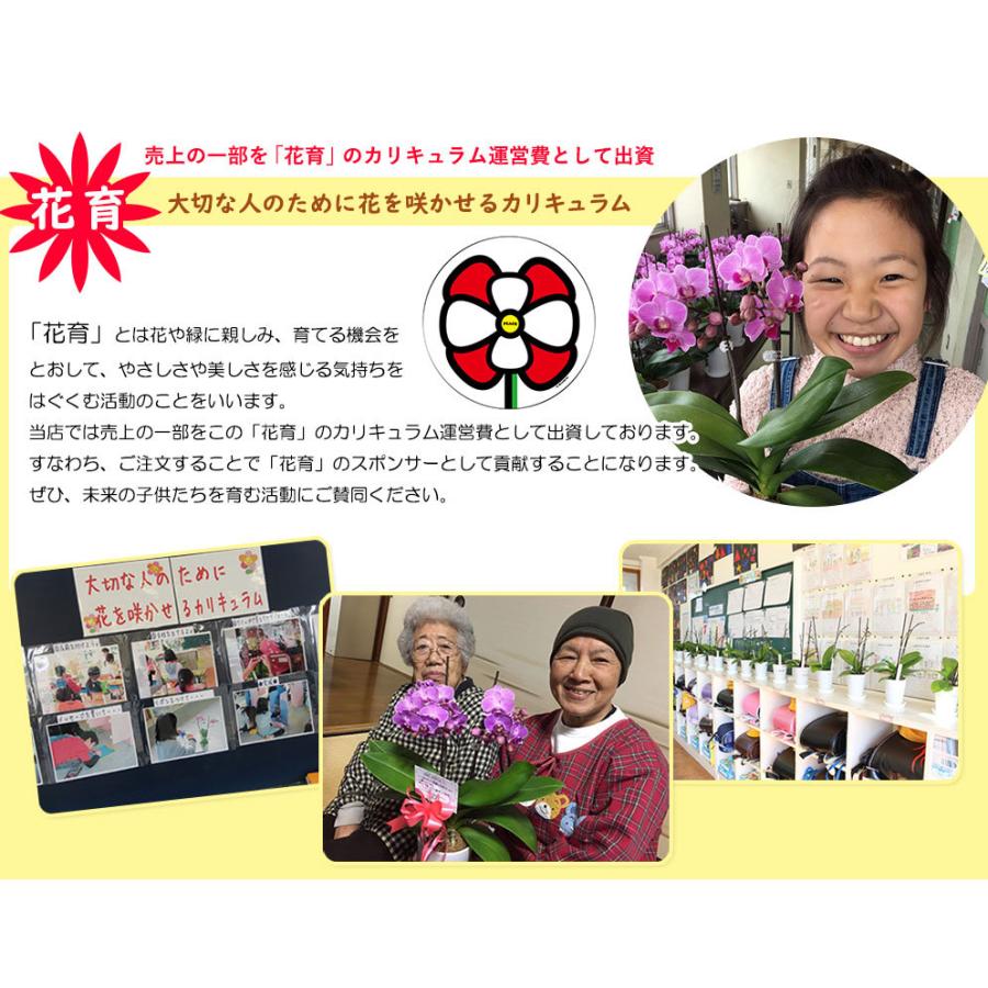 最安 ミニ胡蝶蘭 ギフト タルト鉢 9号鉢 12本立 ピンク お花 プレゼント お祝い 生花 鉢植え 父の日 敬老の日 おじいちゃん 贈り物 新しいコレクション Greasemanagement Org