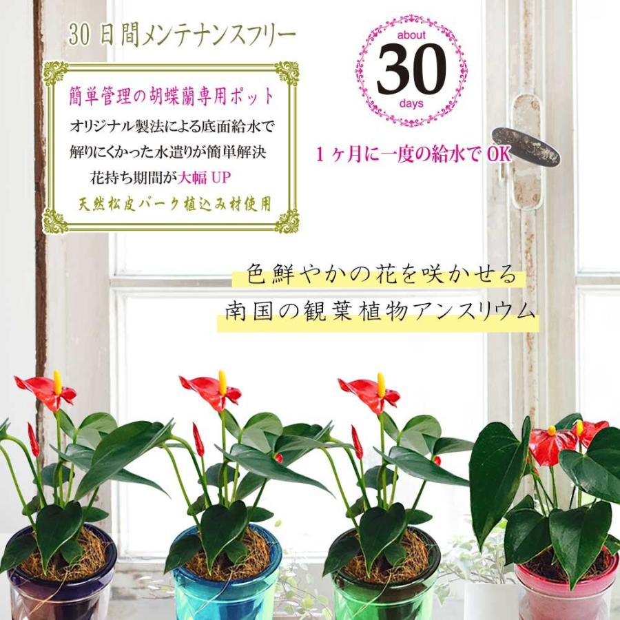 ミニ胡蝶蘭 マイクロアンスリウム アクアポット 2 5号鉢植え ピンク ダークブルー スカイブルー グリーン お中元 ギフトに花のプレゼント 生花 鉢植え Siinaanaq 花広場 通販 Yahoo ショッピング
