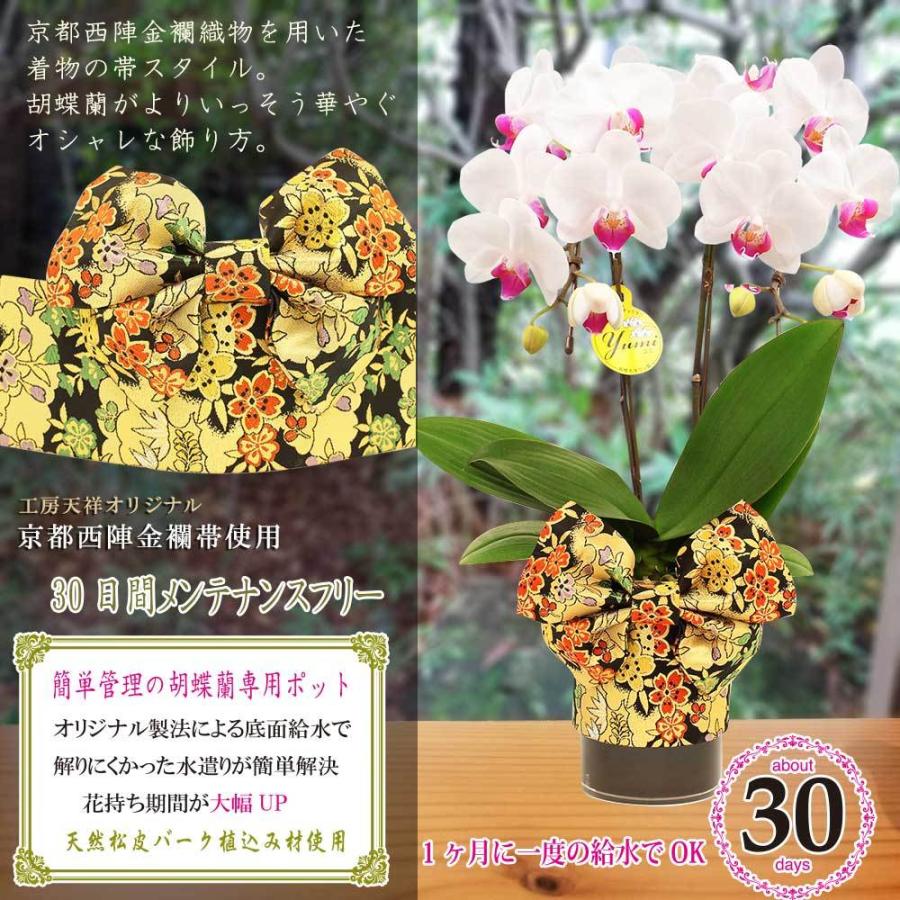売れ筋 ミニ胡蝶蘭 ミニ胡蝶蘭 ミディ 天祥オリジナル Kimonoスタイル黒帯 胡蝶蘭 4号タンブラー ラージサイズ2本立 白 花 プレゼント 母の日 父の日 魅了 M Mahdi Net
