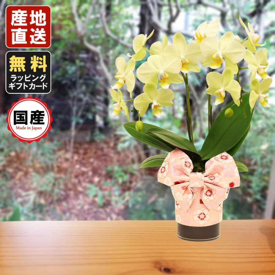 ミニ胡蝶蘭 ギフト 天祥オリジナル Kimonoスタイル 花柄帯 テーブル胡蝶蘭 4号タンブラー ラージサイズ2本立 イエロー メッセージ お花 お中元 お歳暮 Siinakiflta04f2l00 Yellow 花広場 通販 Yahoo ショッピング