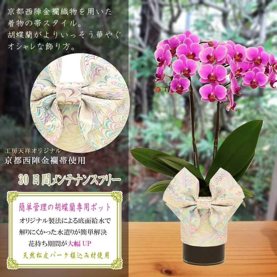 国際ブランド ミニ胡蝶蘭 ギフト ミディ 天祥オリジナル Kimonoスタイル白帯 テーブル胡蝶蘭 4号タンブラー ラージサイズ2本立 ピンク お花 プレゼント 母の日 父の日 Siinakiwhta04f2l00 Pink 花広場 通販 Yahoo ショッピング 人気no 1 本体 M Mahdi Net