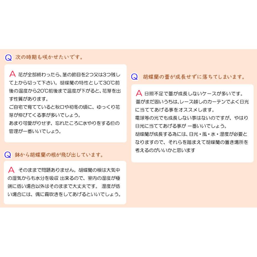 国際ブランド ミニ胡蝶蘭 ギフト ミディ 天祥オリジナル Kimonoスタイル白帯 テーブル胡蝶蘭 4号タンブラー ラージサイズ2本立 ピンク お花 プレゼント 母の日 父の日 Siinakiwhta04f2l00 Pink 花広場 通販 Yahoo ショッピング 人気no 1 本体 M Mahdi Net