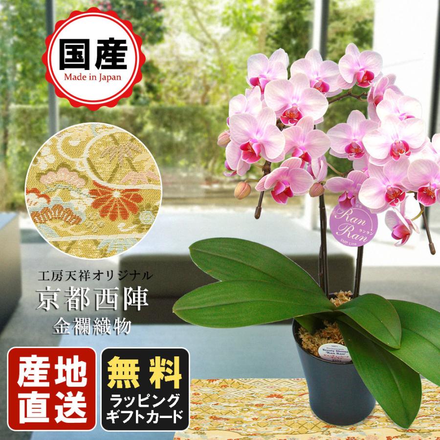 21人気特価 ミニ胡蝶蘭 ミディ胡蝶蘭 天祥オリジナル Kimonoスタイル 赤古典柄 茶金古典柄 テーブル胡蝶蘭 4号タンブラー 2本立 ホワイト 母の日 お祝い Fucoa Cl