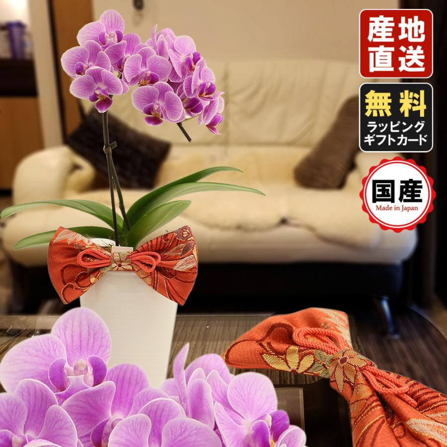 ミニ胡蝶蘭 ミニ胡蝶蘭 ミディ 胡蝶蘭 天祥オリジナル 和装りぼん マイクロ胡蝶蘭 1本立て ピンク 鉢入り お花 プレゼント 母の日 父の日 Siinaripi25f100 Orange 花広場 通販 Yahoo ショッピング