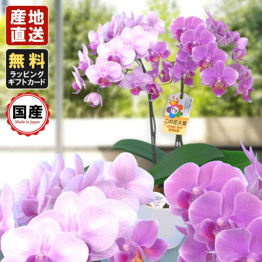 ミニ胡蝶蘭 ギフト 胡蝶蘭 ミニ 胡蝶蘭 ミディ 胡蝶蘭 リンラン寄せ 4 5号鉢 2本立 お花 プレゼント 開店祝い 母の日 お祝い 贈り物 父の日 Siinariran0045f0 00 花広場 通販 Yahoo ショッピング