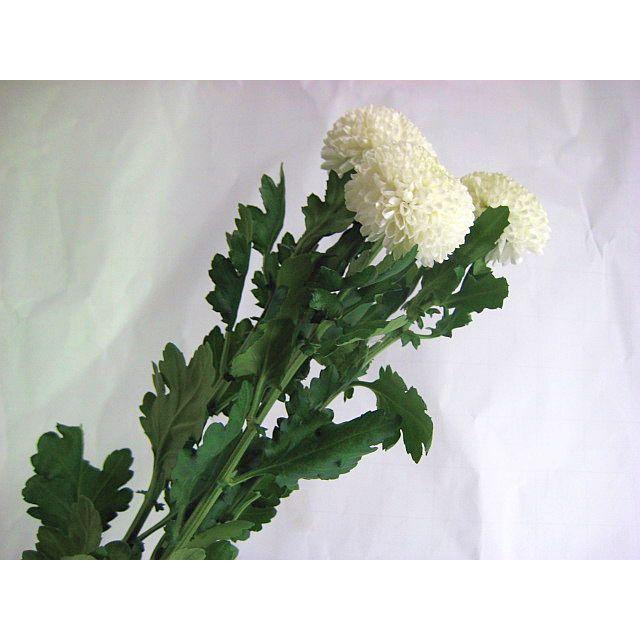 切り花 生花 切花 リンギクシロ ピンポンスーパーなど 5本 110 127 005 プリティ マーメイド 通販 Yahoo ショッピング