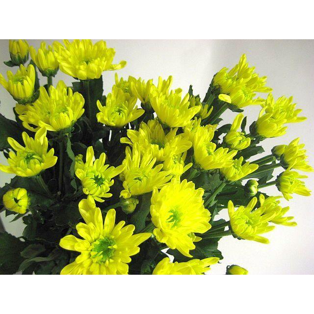 切り花 生花 切花 スプレーギクキイロ イエローモナリザ ヤyなど5本 121 497 005 プリティ マーメイド 通販 Yahoo ショッピング