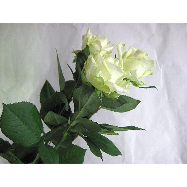 バラホワイト (アバランチェ その他白系品種 5本 切花 切り花 生け花