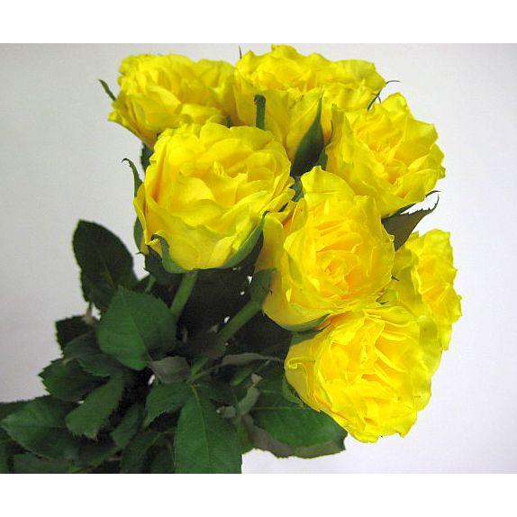 切り花 生花 切花 バライエロー ゴールディ Yなど5本 151 607 005 プリティ マーメイド 通販 Yahoo ショッピング