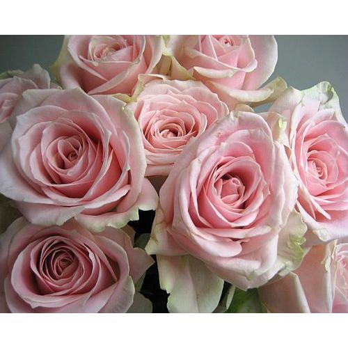 ふるさと割 切り花 生花 切花 バラピンク スイートアバランチェなど 5本