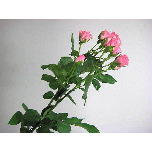 ミニバラ スプレー咲き SPミニバラ 薔薇 ばら ピンク系 5本 切花
