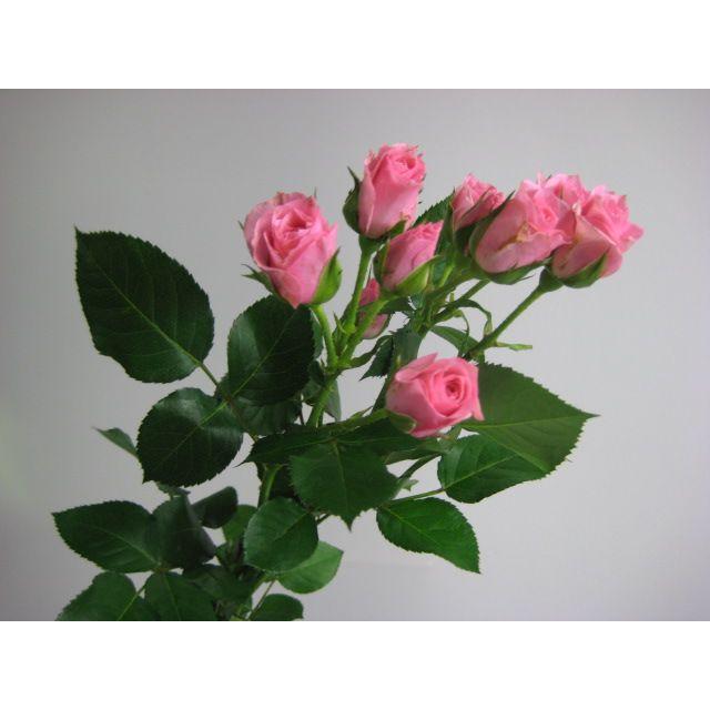 ミニバラ スプレー咲き SPミニバラ 薔薇 ばら ピンク系 5本 切花