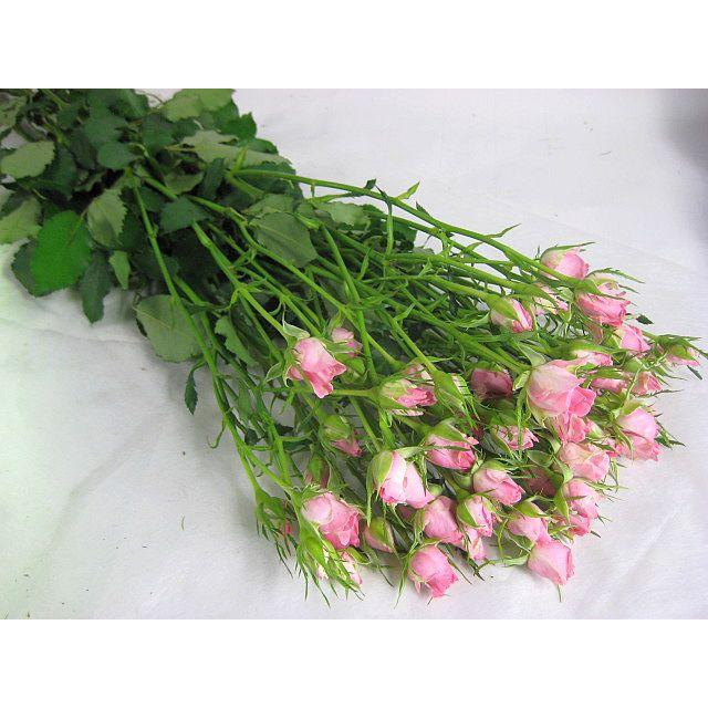 切り花 生花 切花 Spミニバラピンク S プリシラ Pなど5本 163 87 005 プリティ マーメイド 通販 Yahoo ショッピング