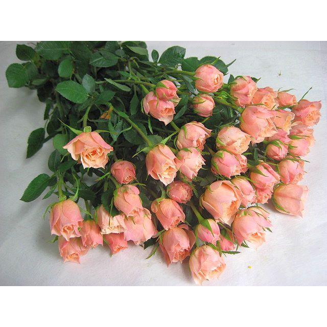 ミニバラ スプレー咲き SPミニバラ 薔薇 ばら オレンジ系 5本 切花
