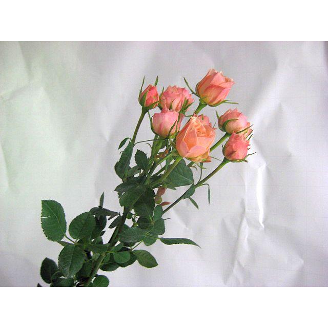 ミニバラ スプレー咲き SPミニバラ 薔薇 ばら オレンジ系 5本 切花
