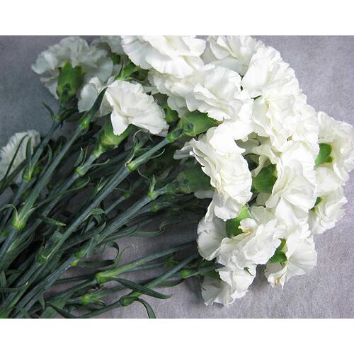 切り花 生花 切花 カーネーションシロ ホワイトラブ Wなど5本 170 21 005 プリティ マーメイド 通販 Yahoo ショッピング