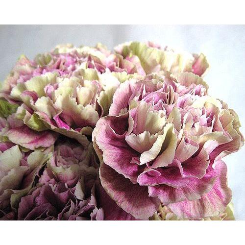 切り花 生花 切花 カーネーションフクショク アンティグアvpなど 5本 178 167 005 プリティ マーメイド 通販 Yahoo ショッピング
