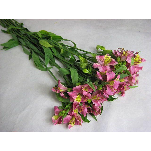 切り花 生花 切花 アルストロメリア トスカナdpなど 5本 214 307 005 プリティ マーメイド 通販 Yahoo ショッピング