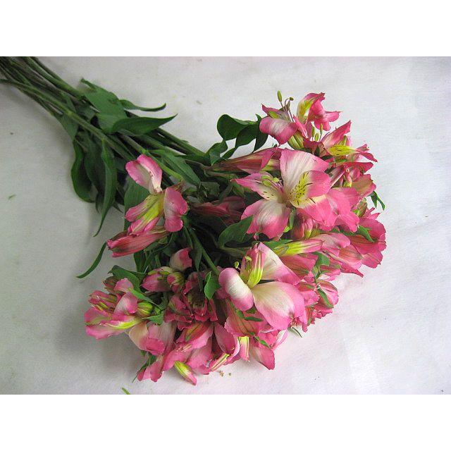 切り花 生花 切花 アルストロメリア ドリームラント Wdpなど5本 214 487 005 プリティ マーメイド 通販 Yahoo ショッピング