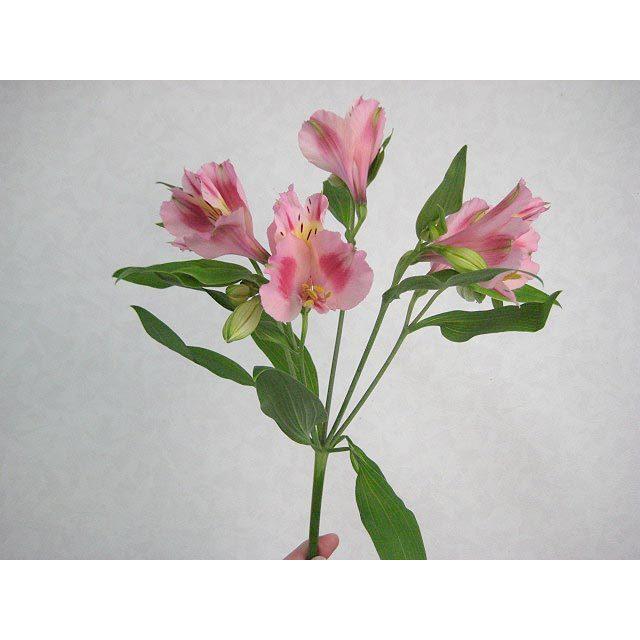 アルストロメリア ライトピンク プッチーニ Pw レベッカなど 桃色 生け花 花材 5本 驚きの値段 切花
