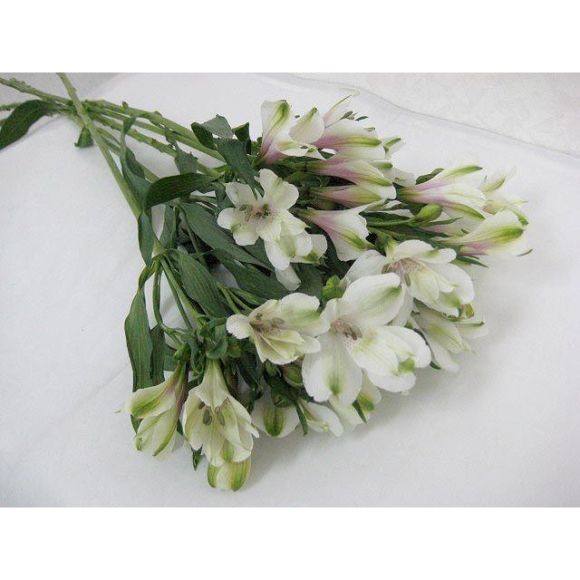 切り花 生花 切花 アルストロメリア フィネッセ Wなど5本 214 Finesse W 005 プリティ マーメイド 通販 Yahoo ショッピング