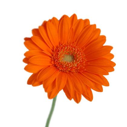 ガーベラミニオレンジ系 5本 切花 切り花 生け花 花材 : プリティ