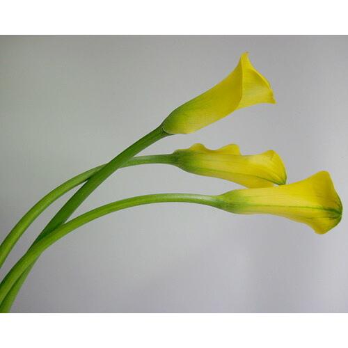 切り花 生花 切花 カラー キャプテンミラー Y など 5本 225 295 005 プリティ マーメイド 通販 Yahoo ショッピング