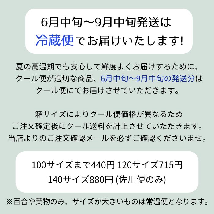 カラーイエロー系 5本 切花 切り花 生け花 花材 : プリティ マーメイド