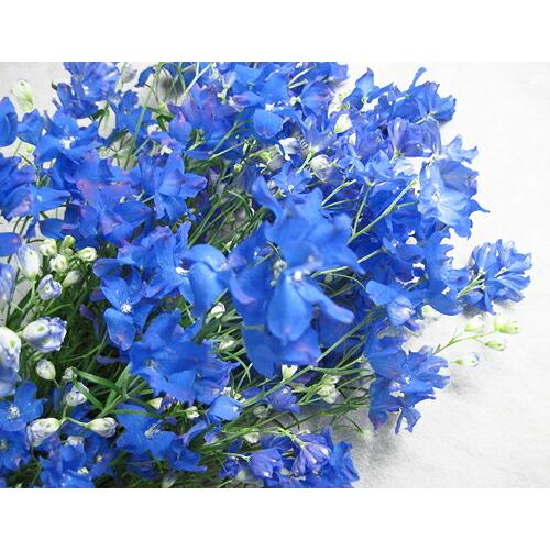 切り花 生花 切花 デルフィニウム グランブルーなど5本 236 Guranburu プリティ マーメイド 通販 Yahoo ショッピング