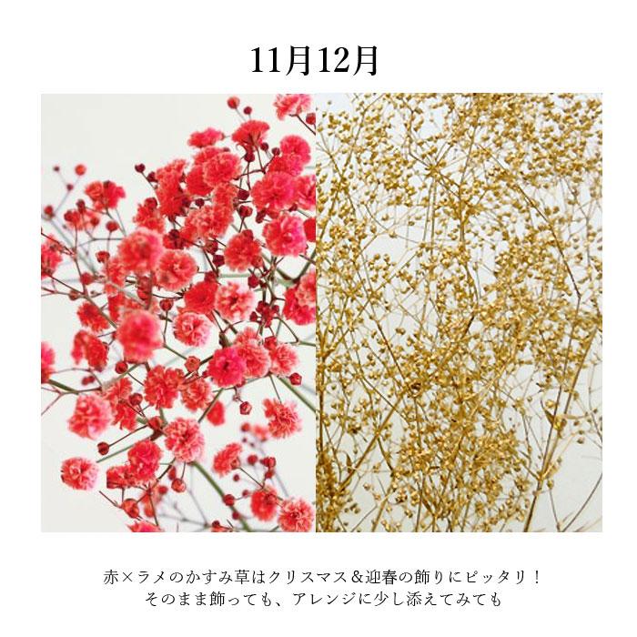 毎月25日限定販売！ニコニコフラワー カラーかすみ草 生花 フレッシュ