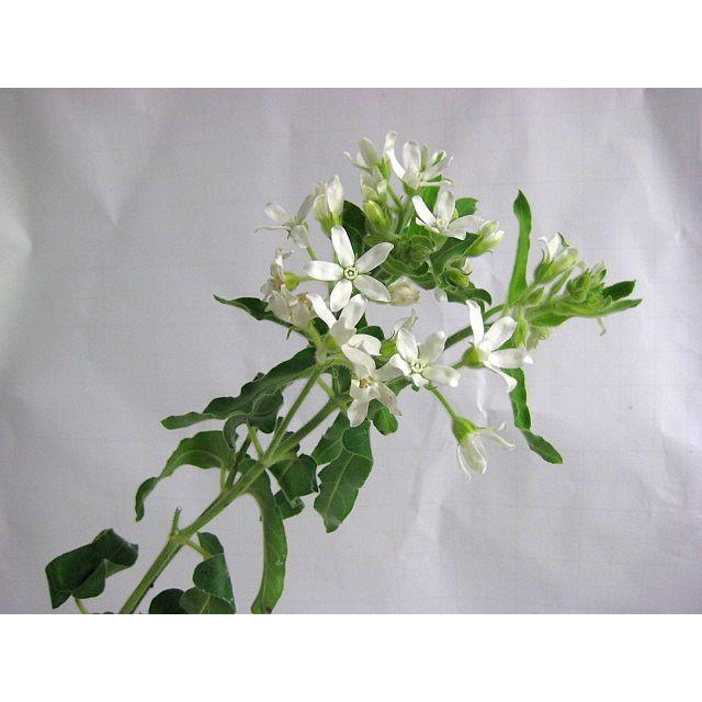 切り花 生花 切花 ソノタキリバナ ホワイトスターなど5本 270 2134 005 プリティ マーメイド 通販 Yahoo ショッピング