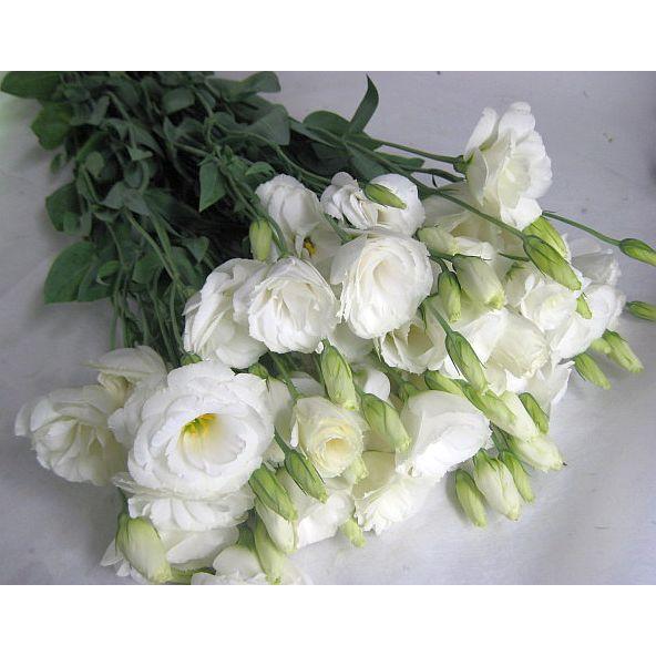 切り花 生花 切花 トルコヤエホワイト ニューリネーションwなど5本 410 39 005 プリティ マーメイド 通販 Yahoo ショッピング