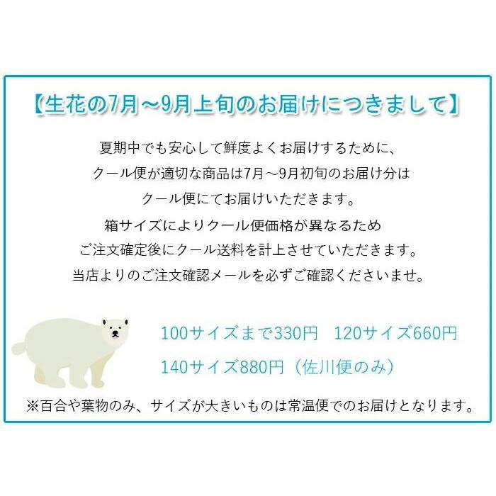 切り花 生花 切花 トルコヤエホワイト ボレロホワイトなど5本 410 57 005 プリティ マーメイド 通販 Yahoo ショッピング