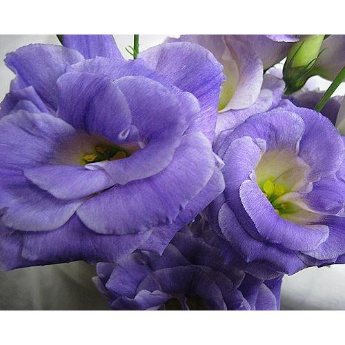 爆買いセール 切り花 生花 切花 トルコヤエムラサキ ボレロbフラッシュなど5本 Toyostone Co Jp