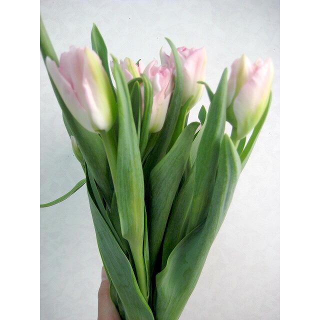 切り花 生花 切花 八重咲き チューリップ アンジェリケ 5本 423 Anjerike 5 プリティ マーメイド 通販 Yahoo ショッピング